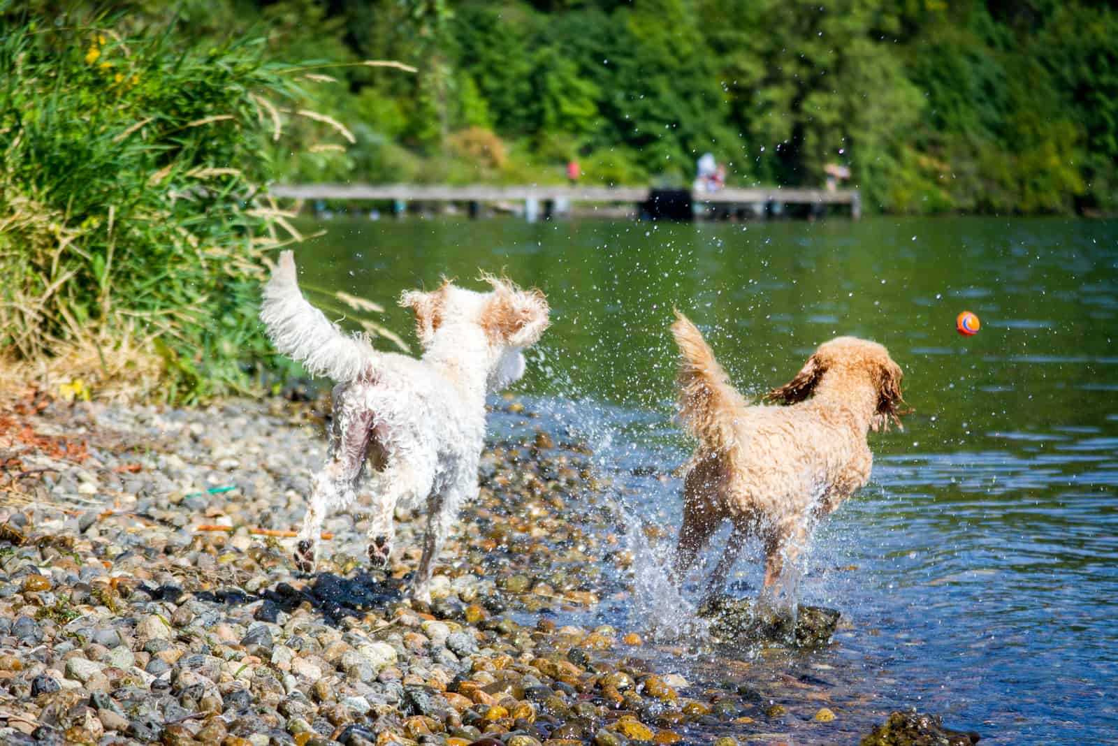 two goldendoodle dogs run for the ball into the lake