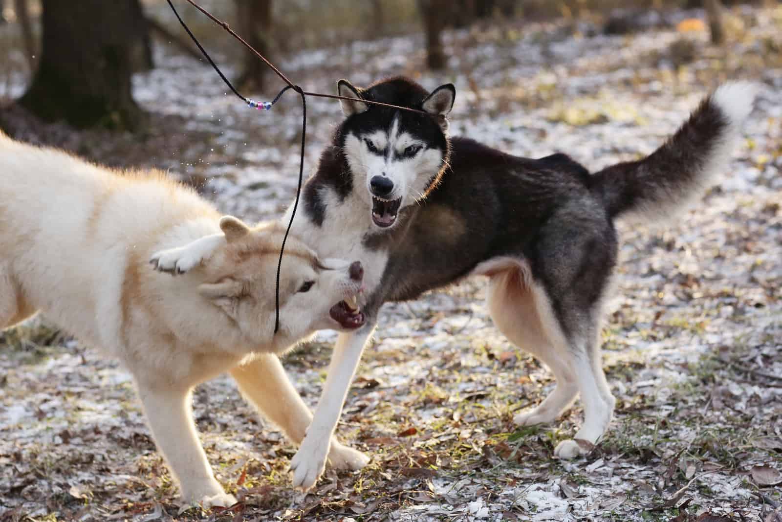 two aggressive husky dogs in park