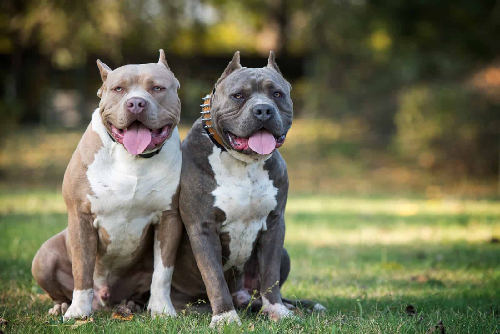 two pit bulls are sitting in the park