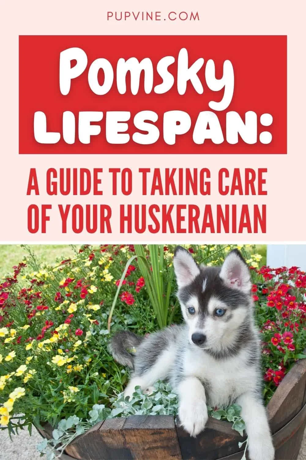 Pomsky lifespan: A Guide To Taking Care Of Your Huskeranian