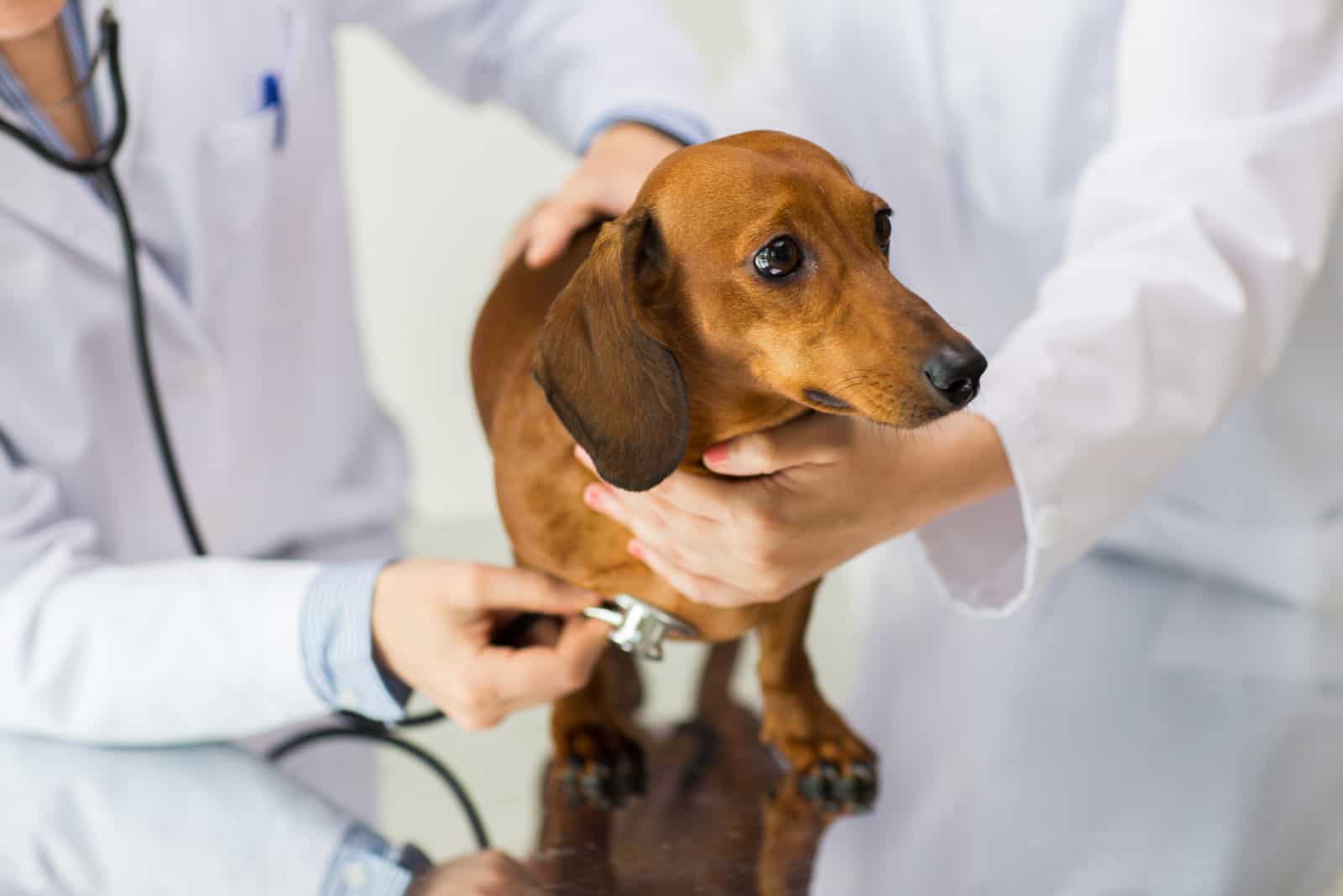 vet doctor examining dachshund dog at vet clinic
