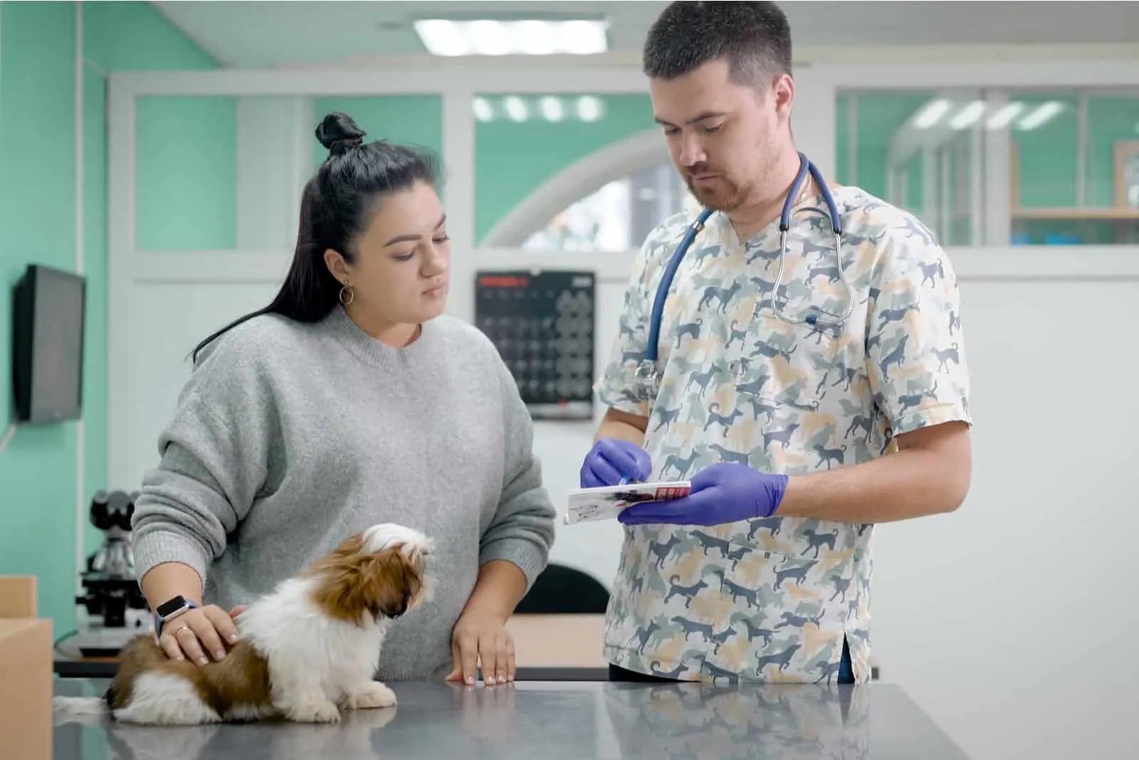 veterinarian and assistant examining Shih Tzu dog at vet clinic