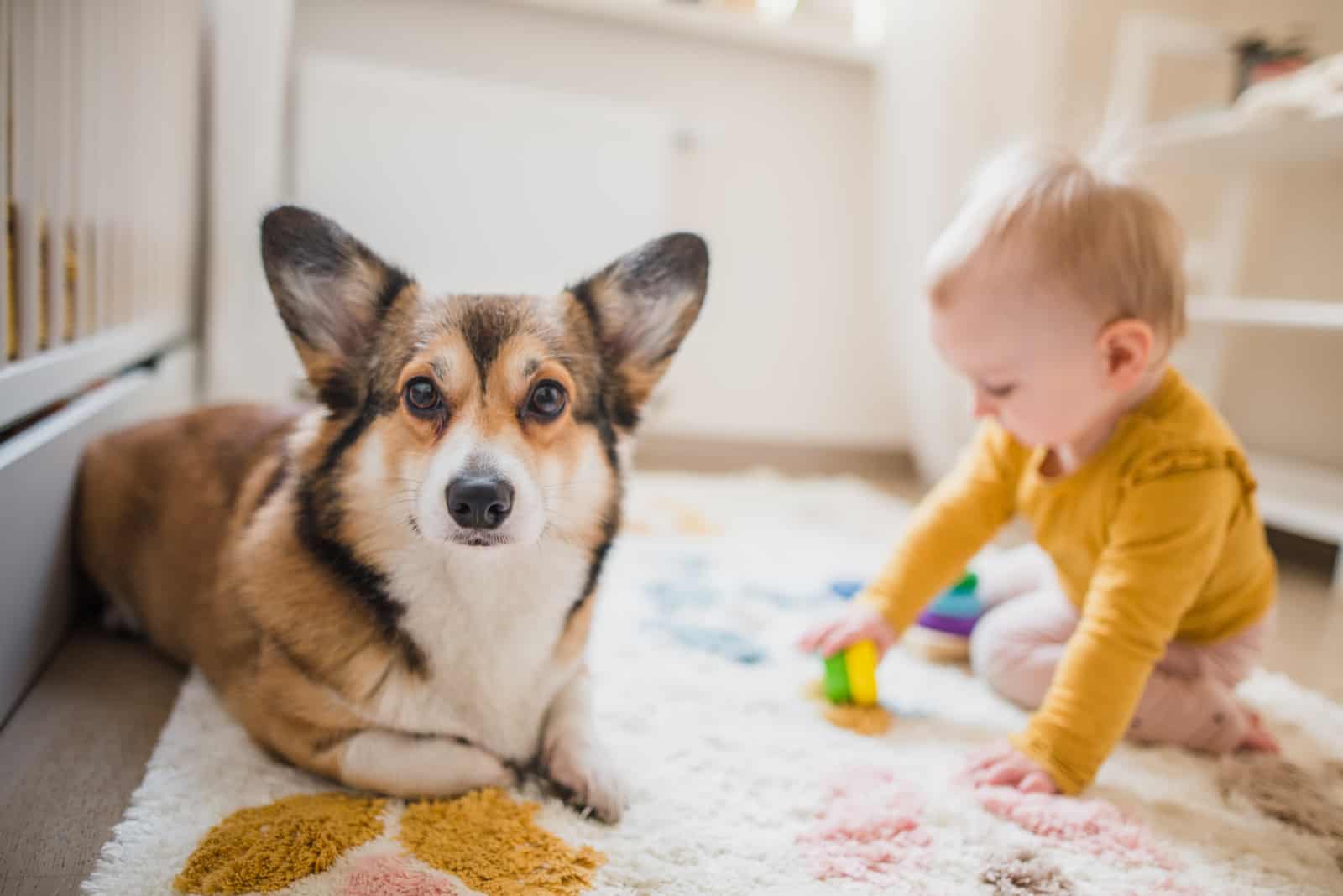 welsh corgi pembroke dog and a baby playing together on the floor of the room