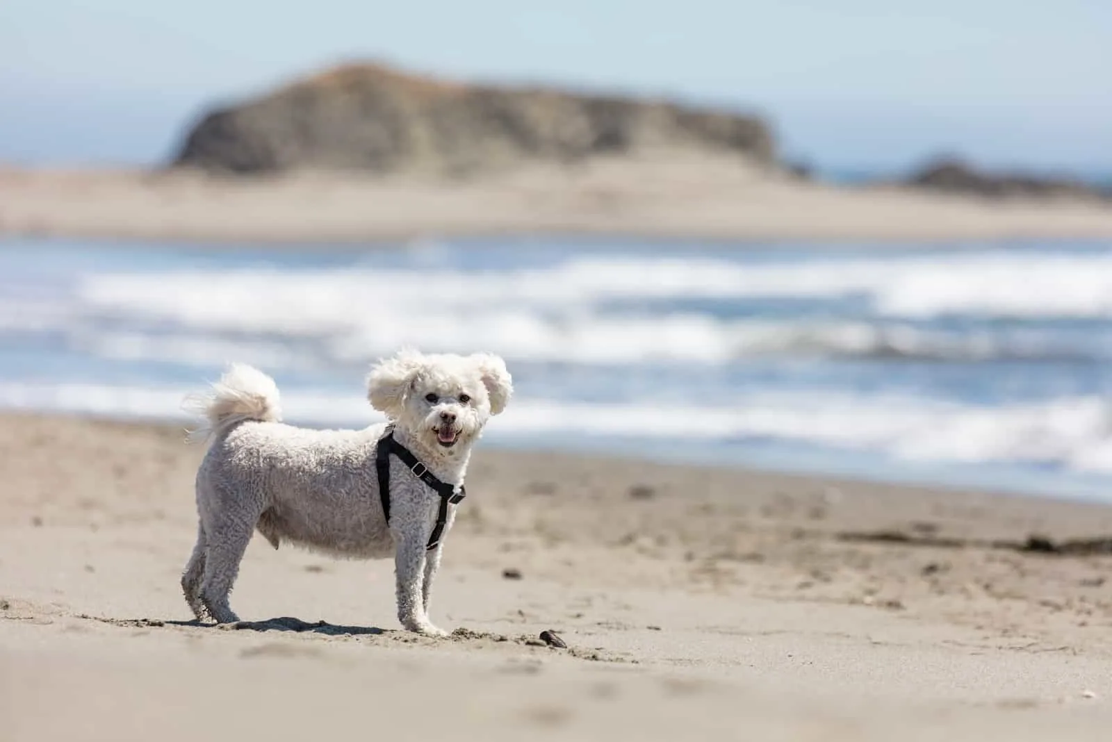 white Maltipoo enjoys the sandy beach