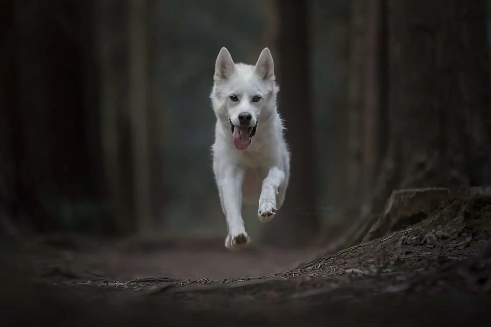 white gerberian husky running