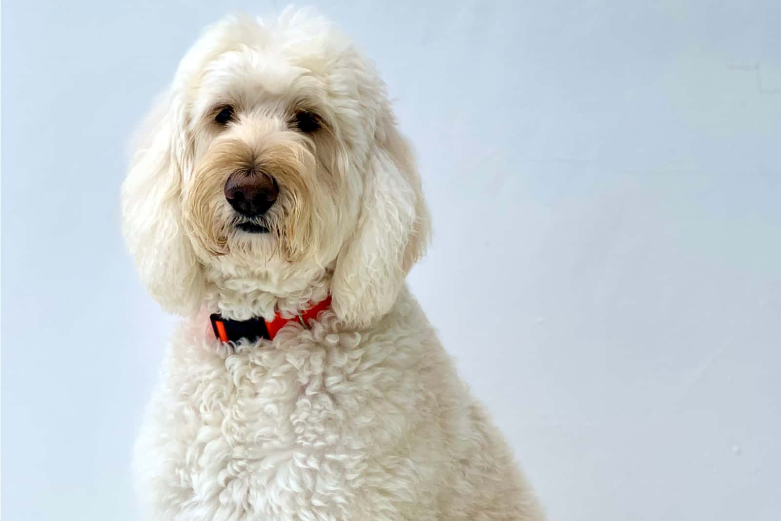 white goldendoodle