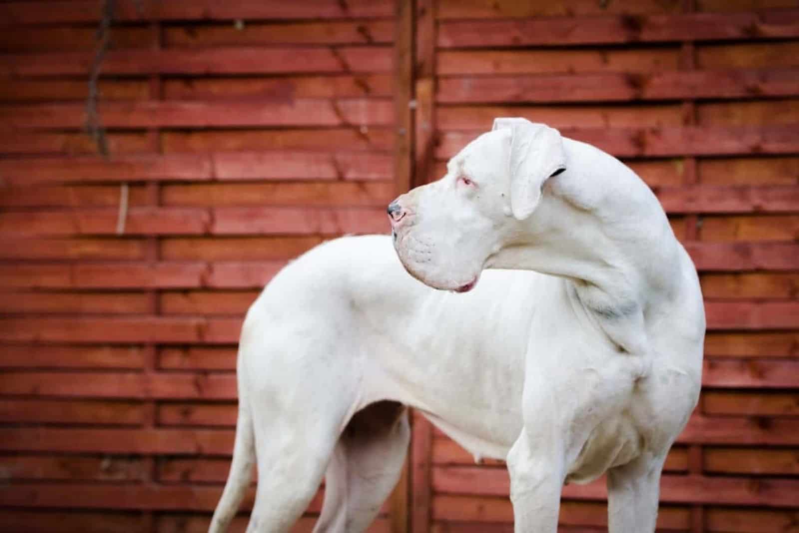 white great dane