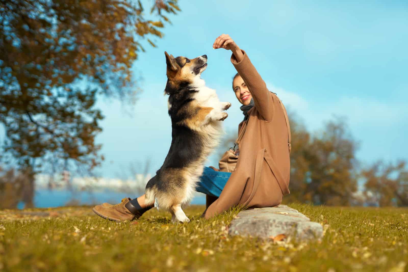 woman training Welsh Corgi dog outdoors