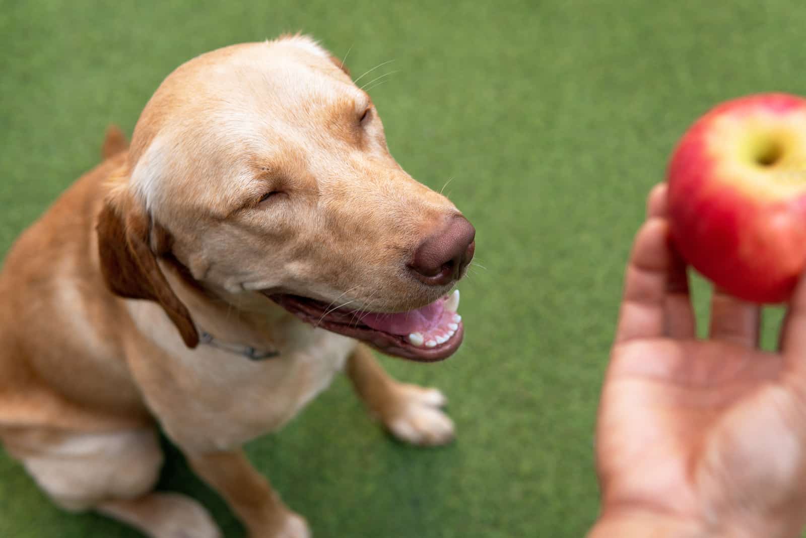 yellow dudley Labrador retriever dog sitting and looking at apple