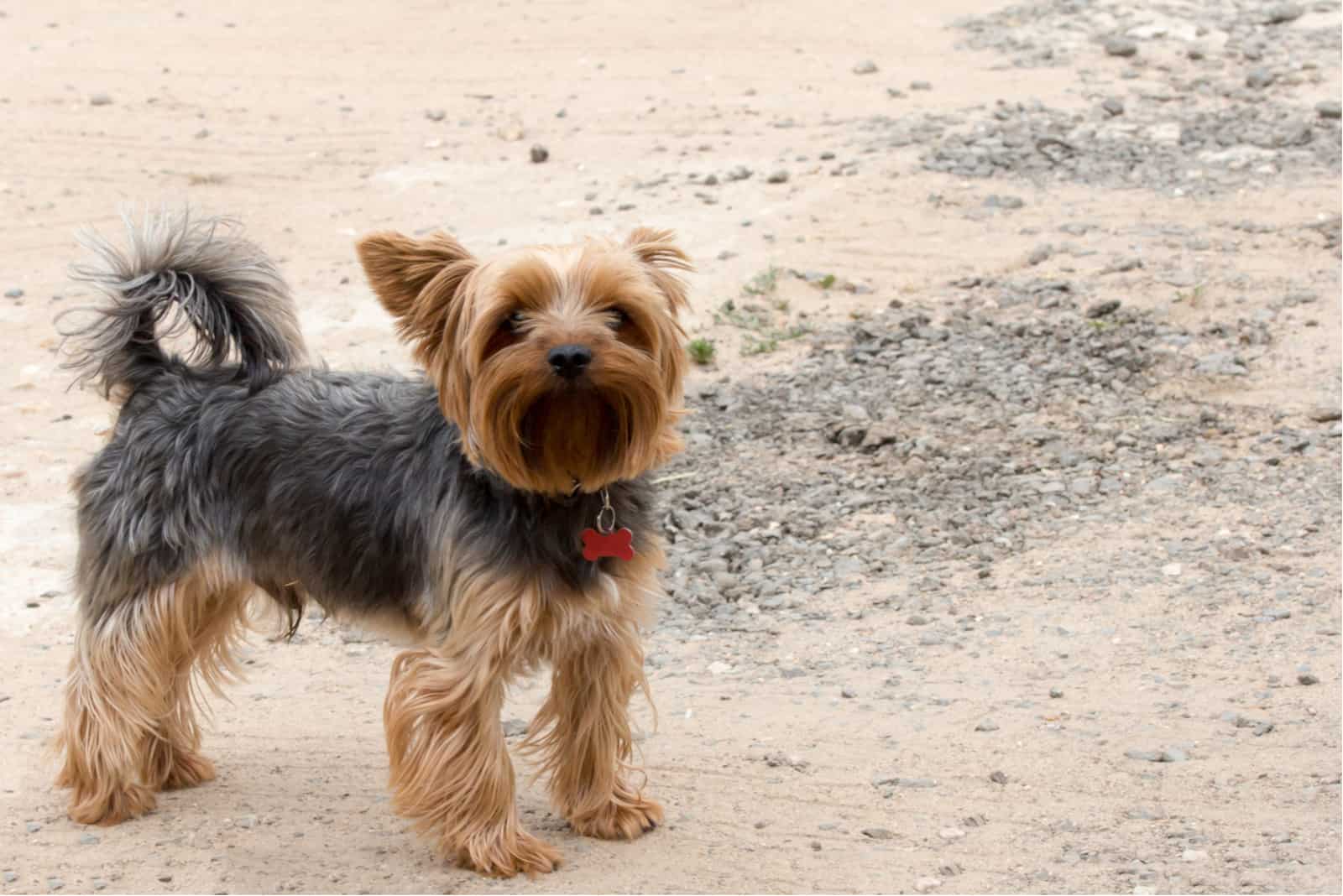 yorkie with a short hair stand on a dirt road