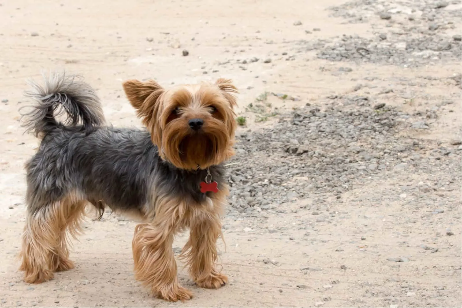 How Much Do Yorkies Cost? Yorkshire Terrier Costs Explained How Much Do Yorkies Cost? Yorkshire Terrier Costs Explained