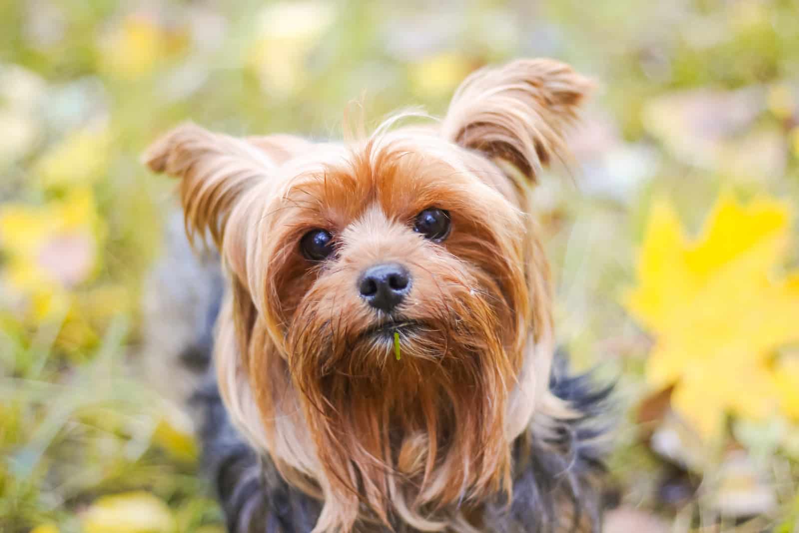 yorkies in the gold autumn