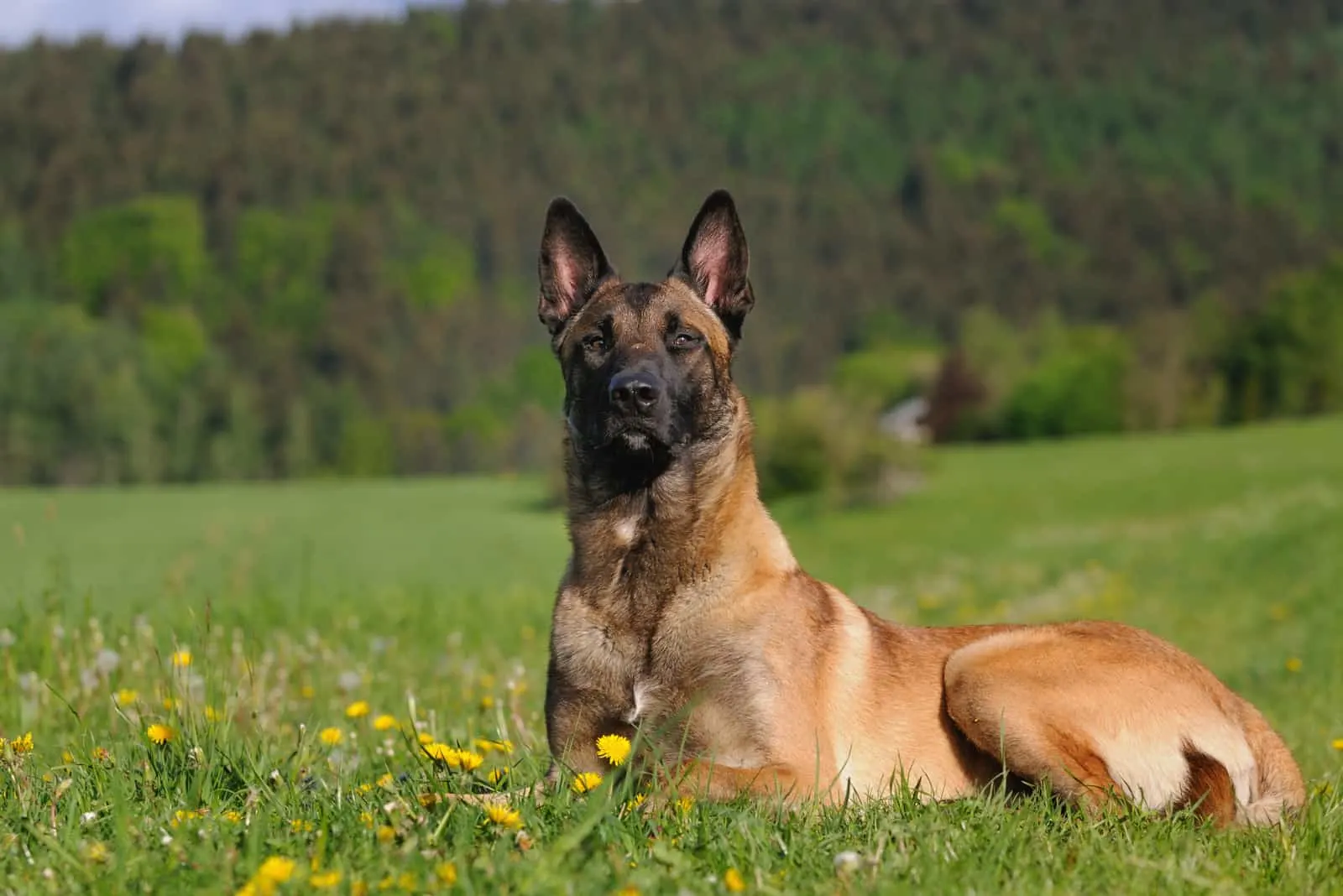 young Malinois Dog laying on the grass