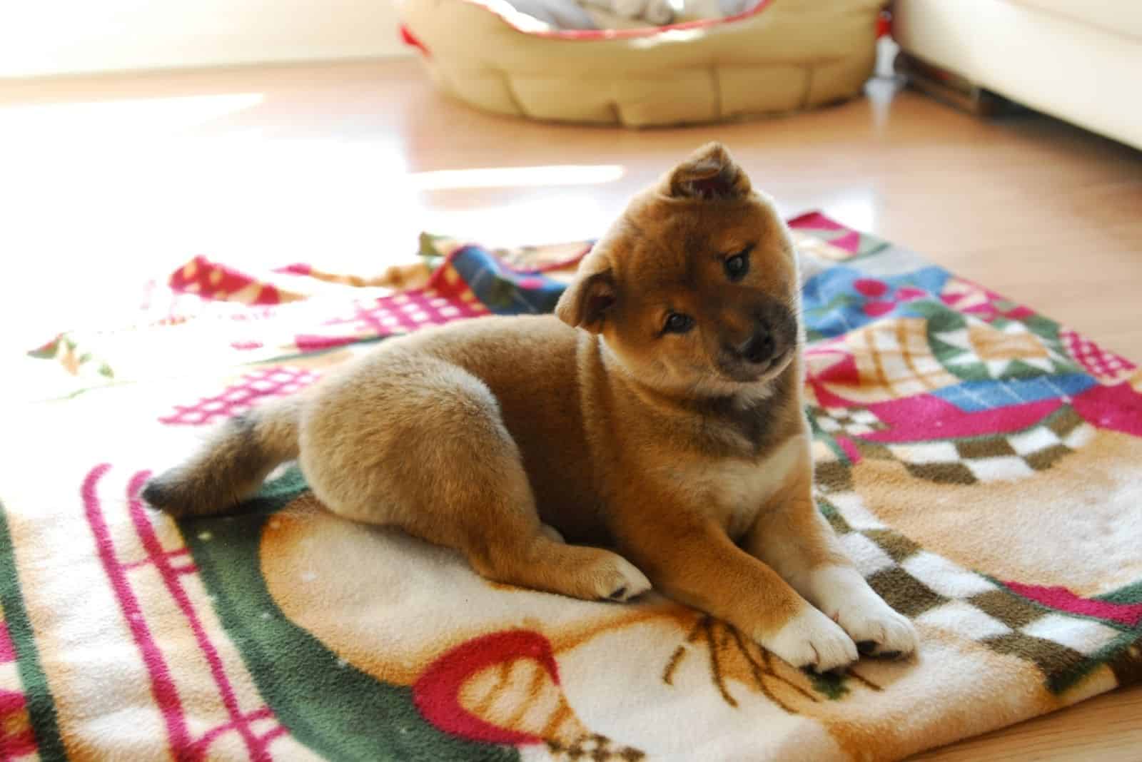 2 month old shiba inu sitting comfortably indoors