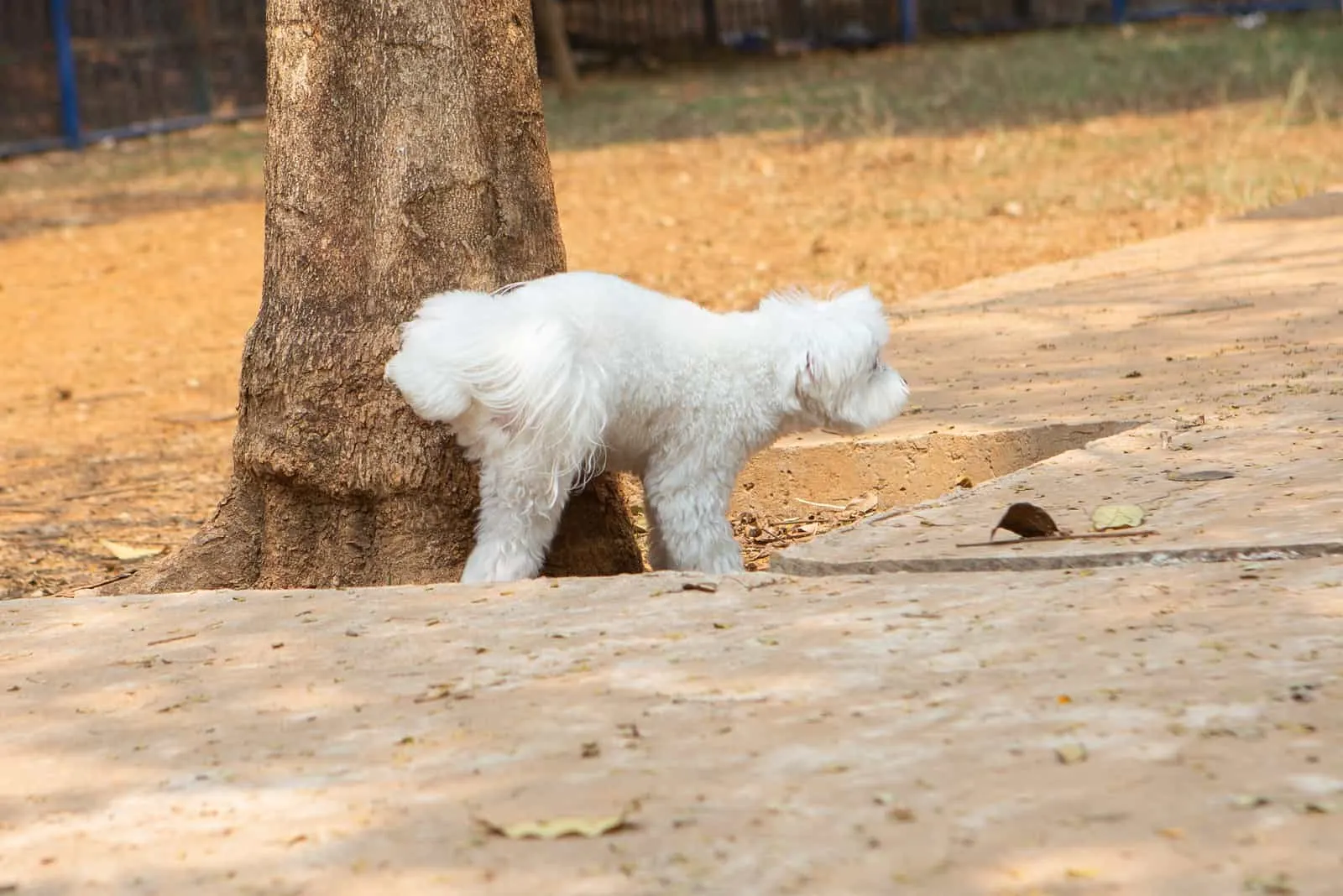 A Maltese male dog peeing in a tree, marking territory