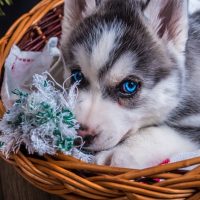 small husky lying down inside the basket