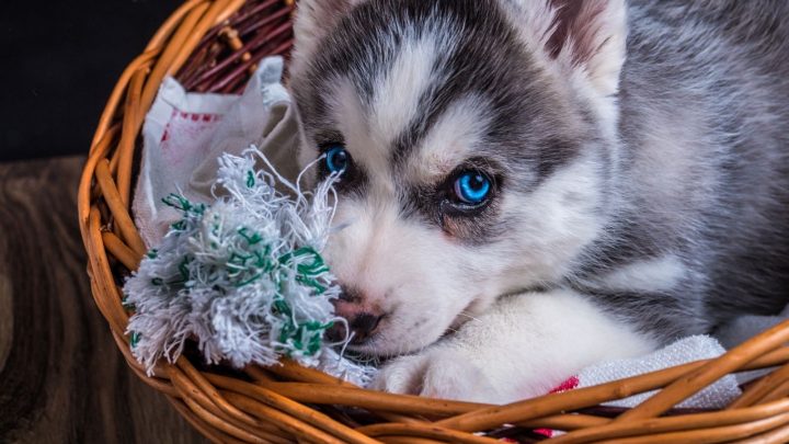 A Teacup Husky – Everything You Need To Know About This Dog