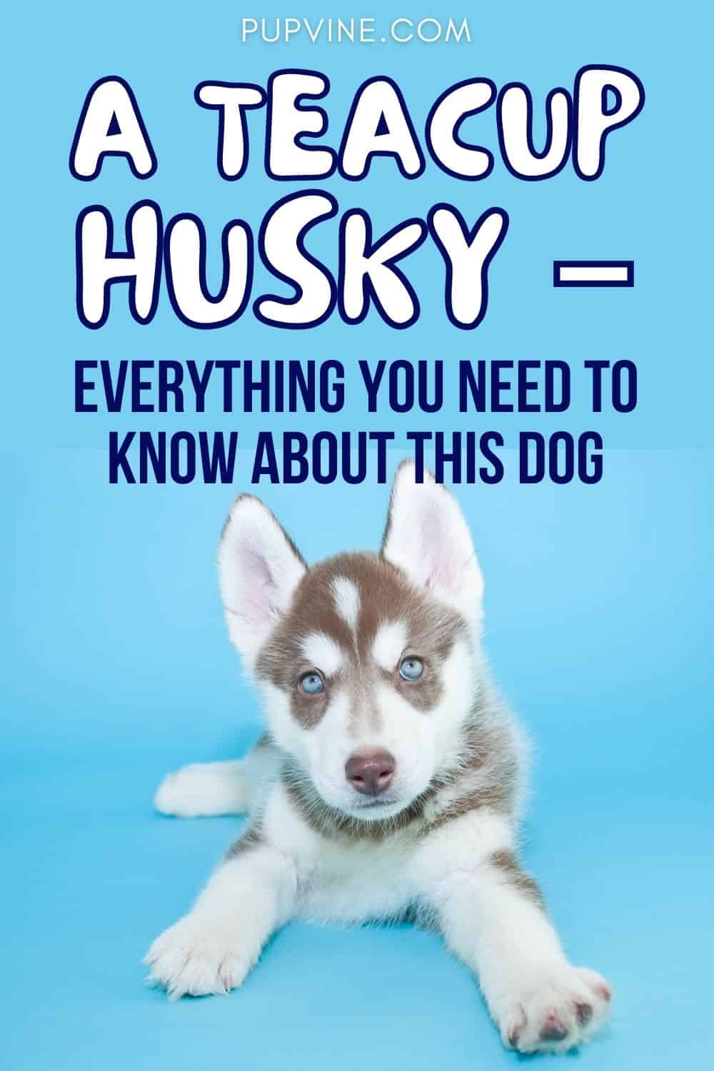 A Teacup Husky – Everything You Need To Know About This Dog