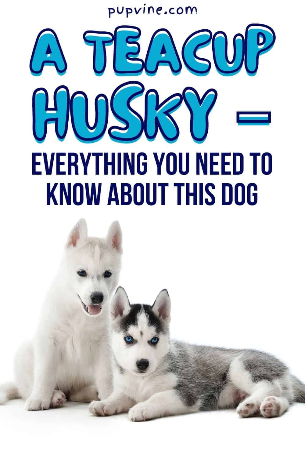 A Teacup Husky – Everything You Need To Know About This Dog