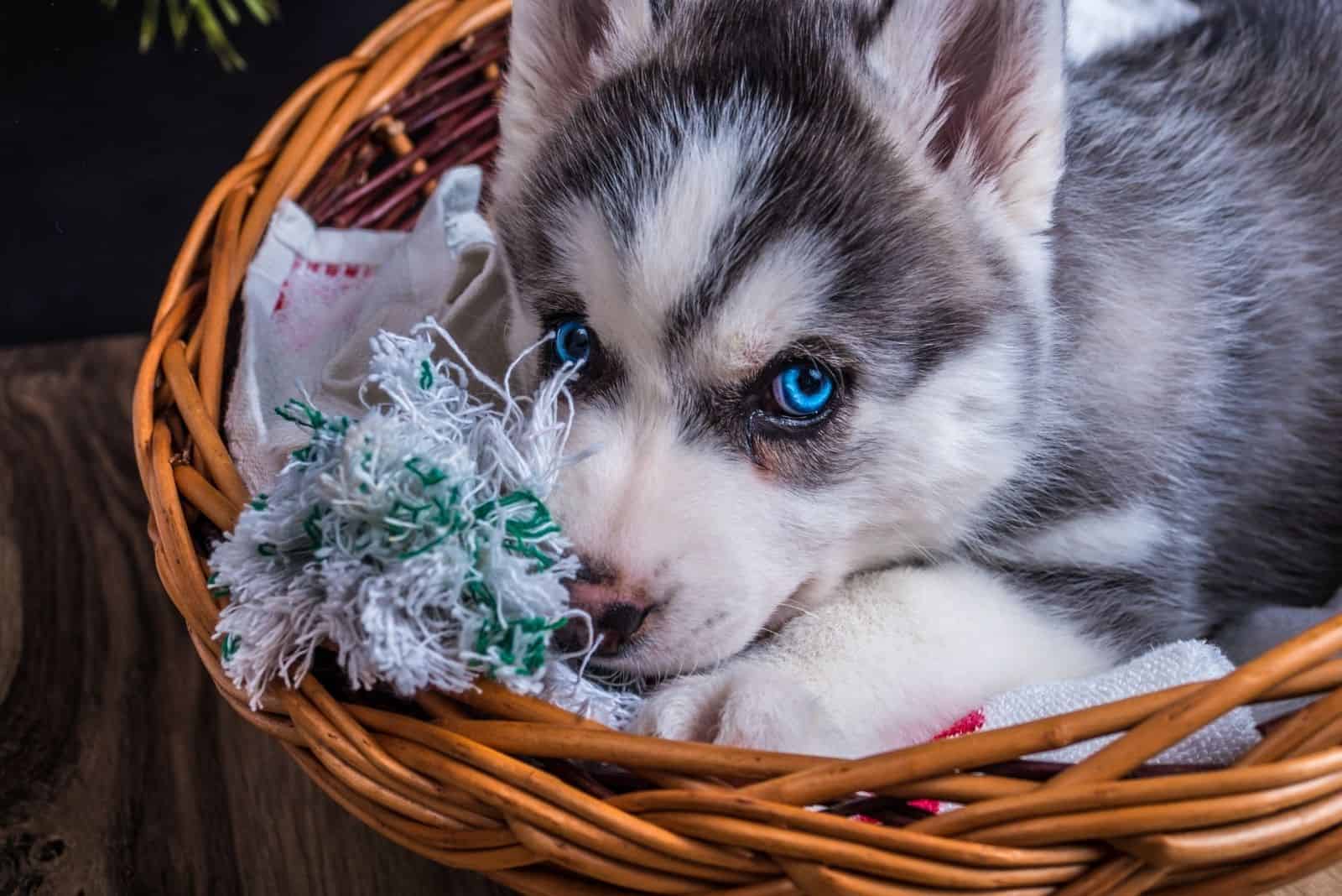 small husky lying down inside the basket