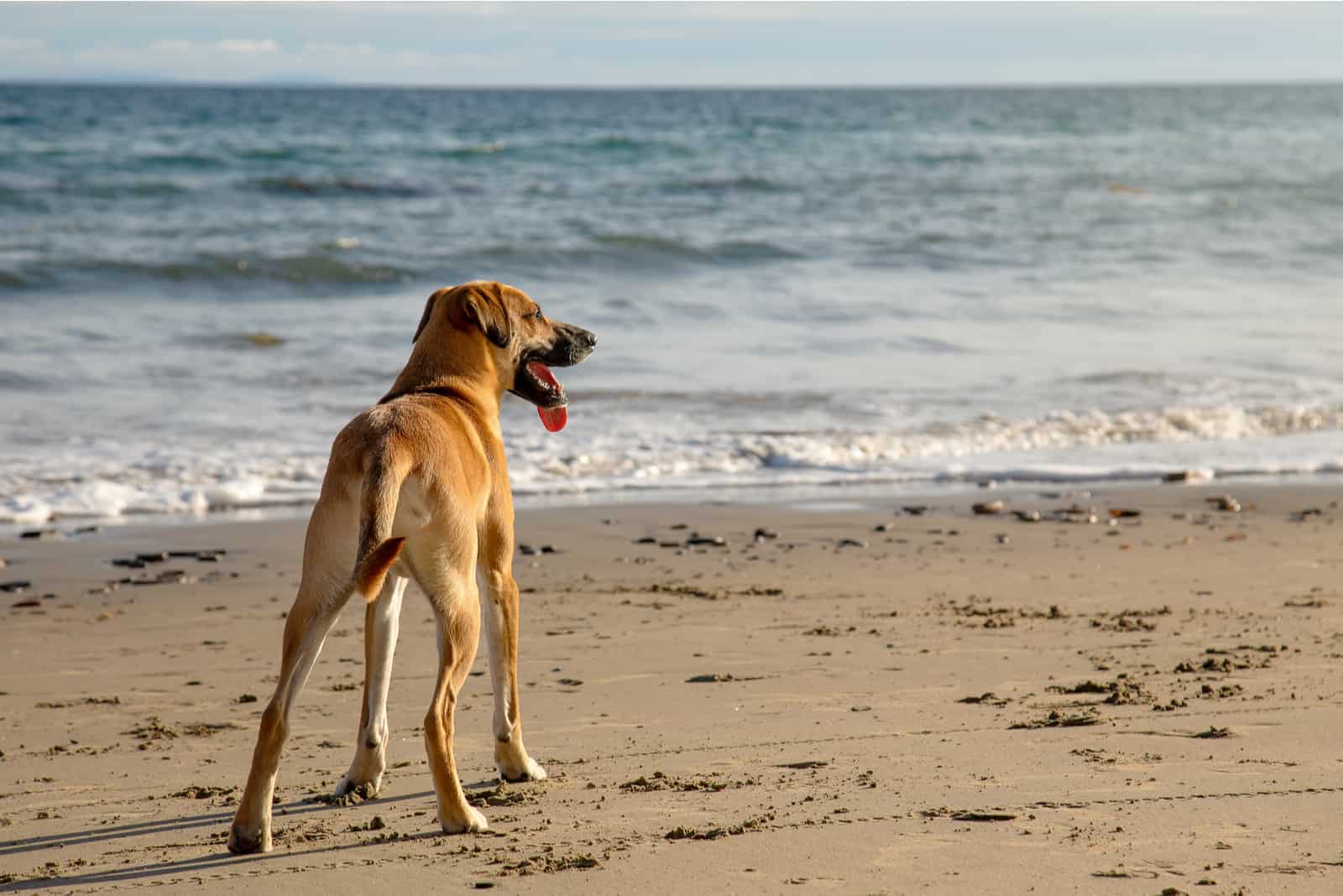 A cute Black Mouth Cur dog standing on the sandy beach