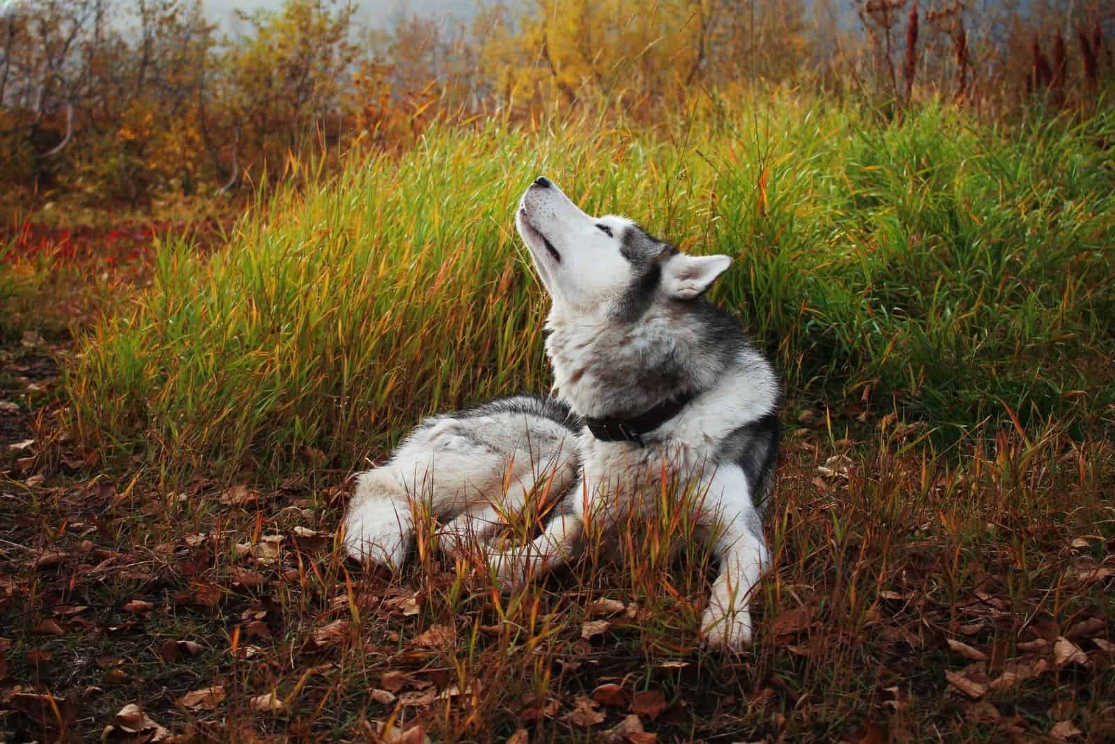 A husky dog throwing its muzzle up sniffs the autumn air among the contrasting multi-colored herbs