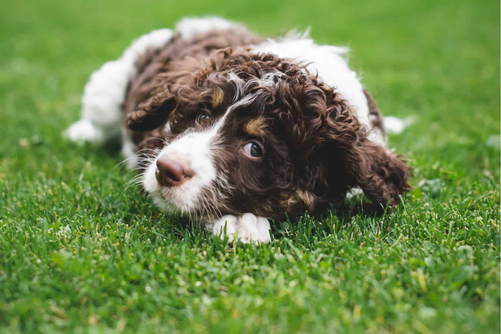 Adorable bernedoodle puppy laying on the grass outside