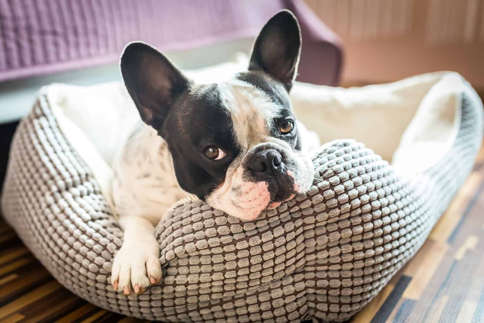 Adorable french bulldog in his bed