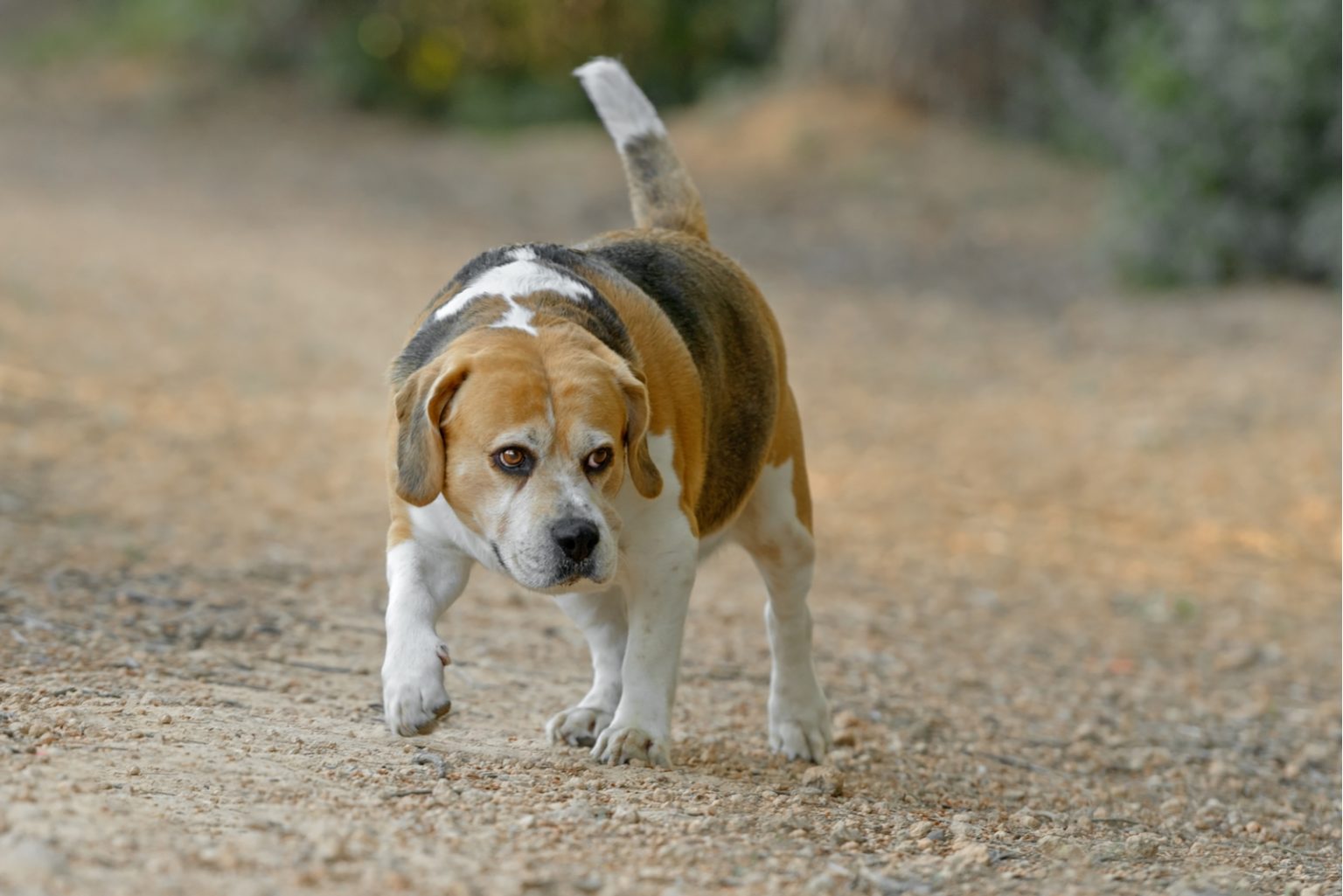 Beagle Lifespan And Common Health Issues Explained