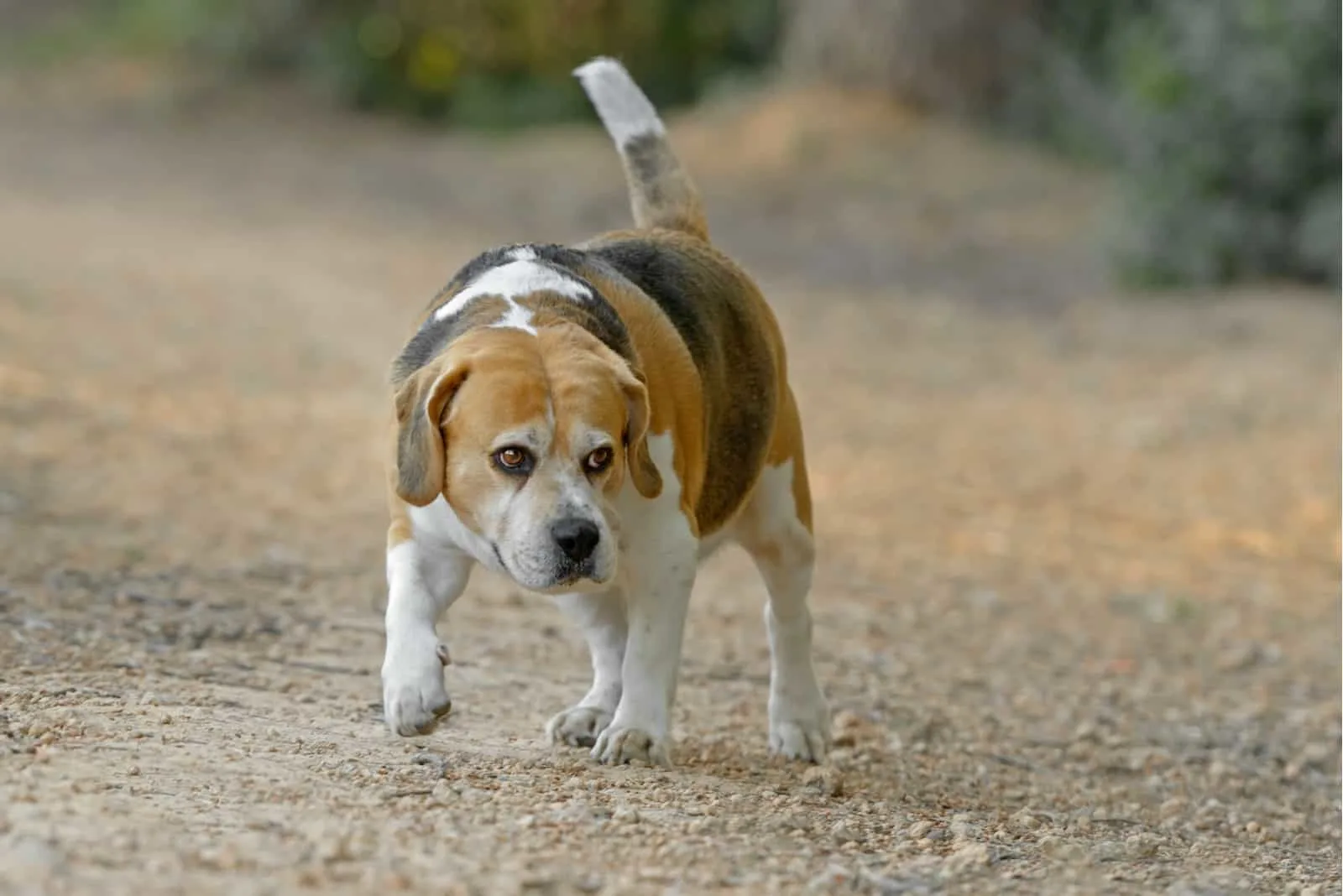 Adult male pure breed beagle dog in a park