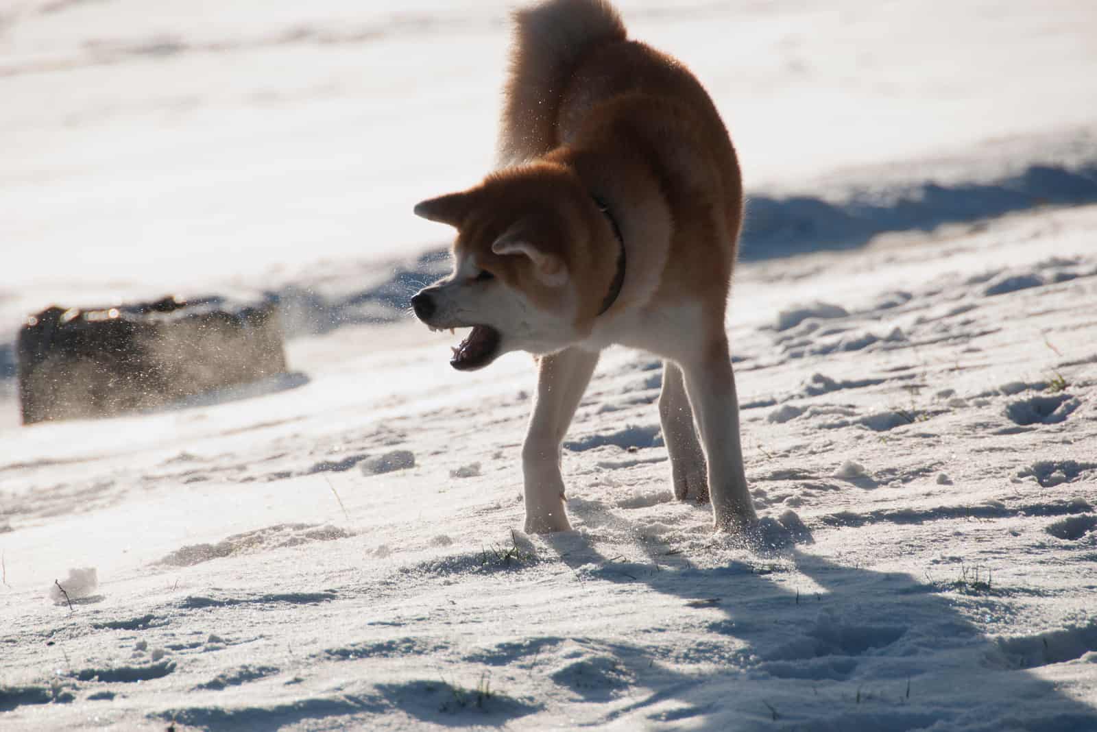 Aggressive akita inu dog barking in the snow