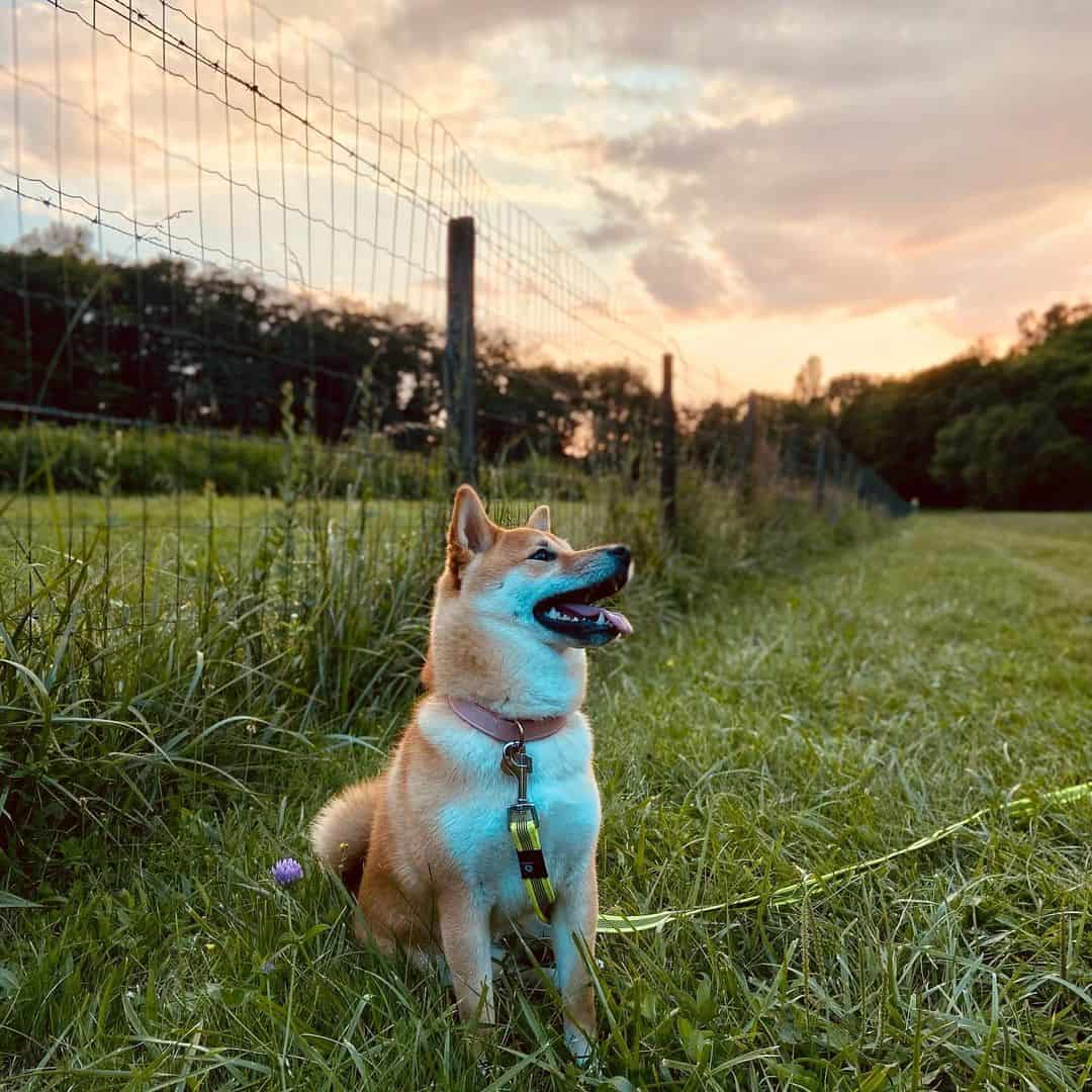 Akita dog in nature