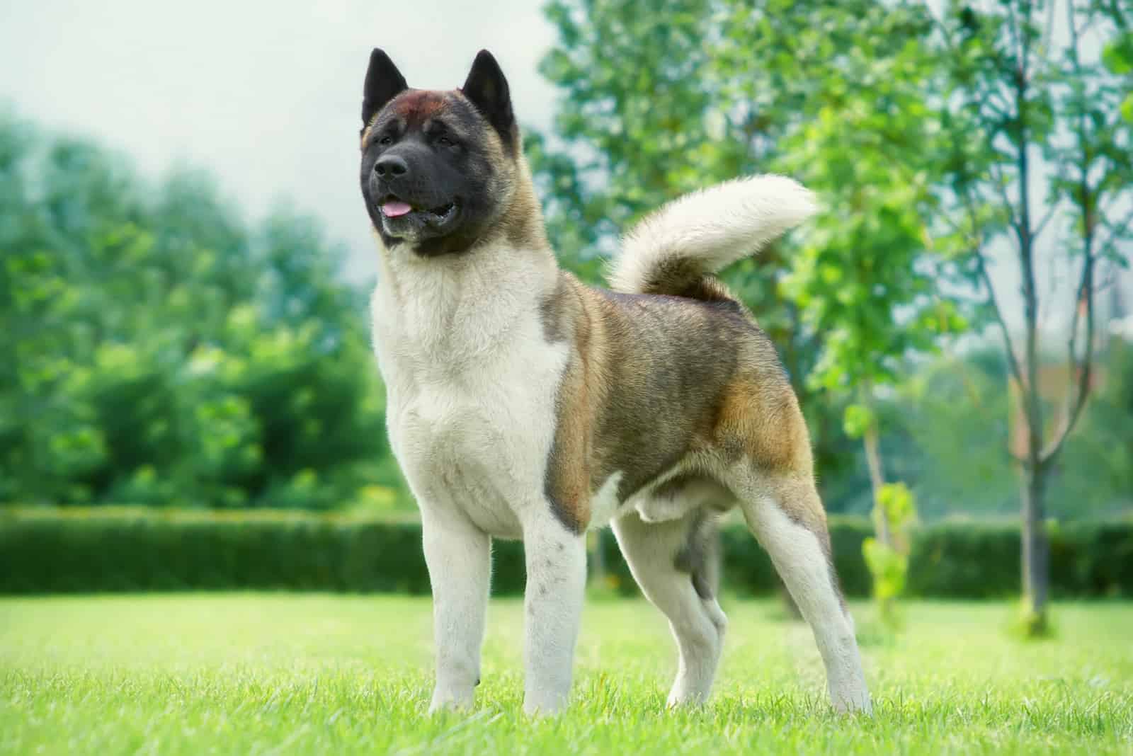 Akita in the garden on the green lawn