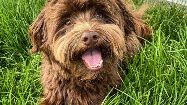 All About The Chocolate Havanese – Are They Healthy? Color And Pattern Possibilities
