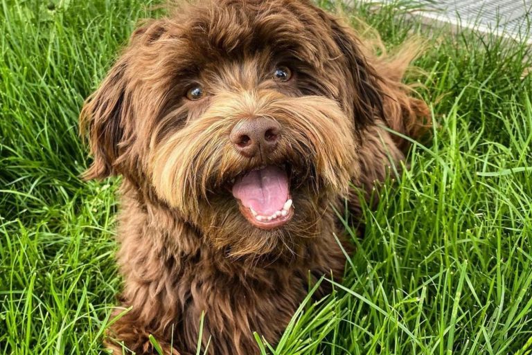 chocolate havanese