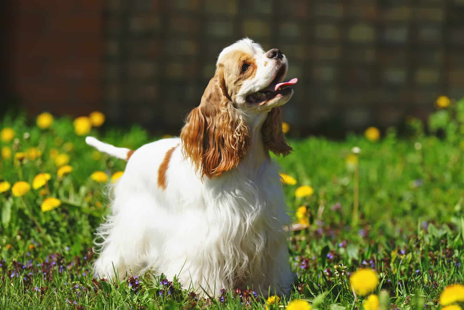 American Cocker Spaniel dog staying on a green grass