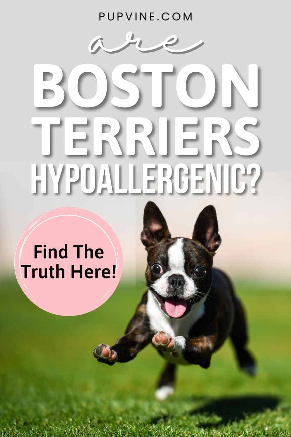 Are Boston Terriers Hypoallergenic? Find The Truth Here!