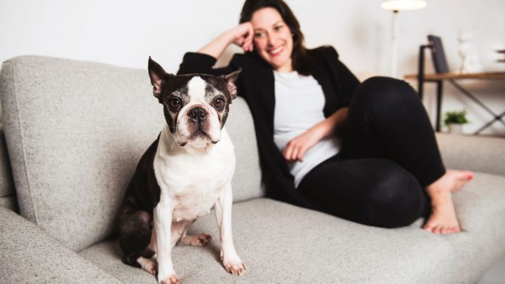 Are Boston Terriers Hypoallergenic? Find The Truth Here
