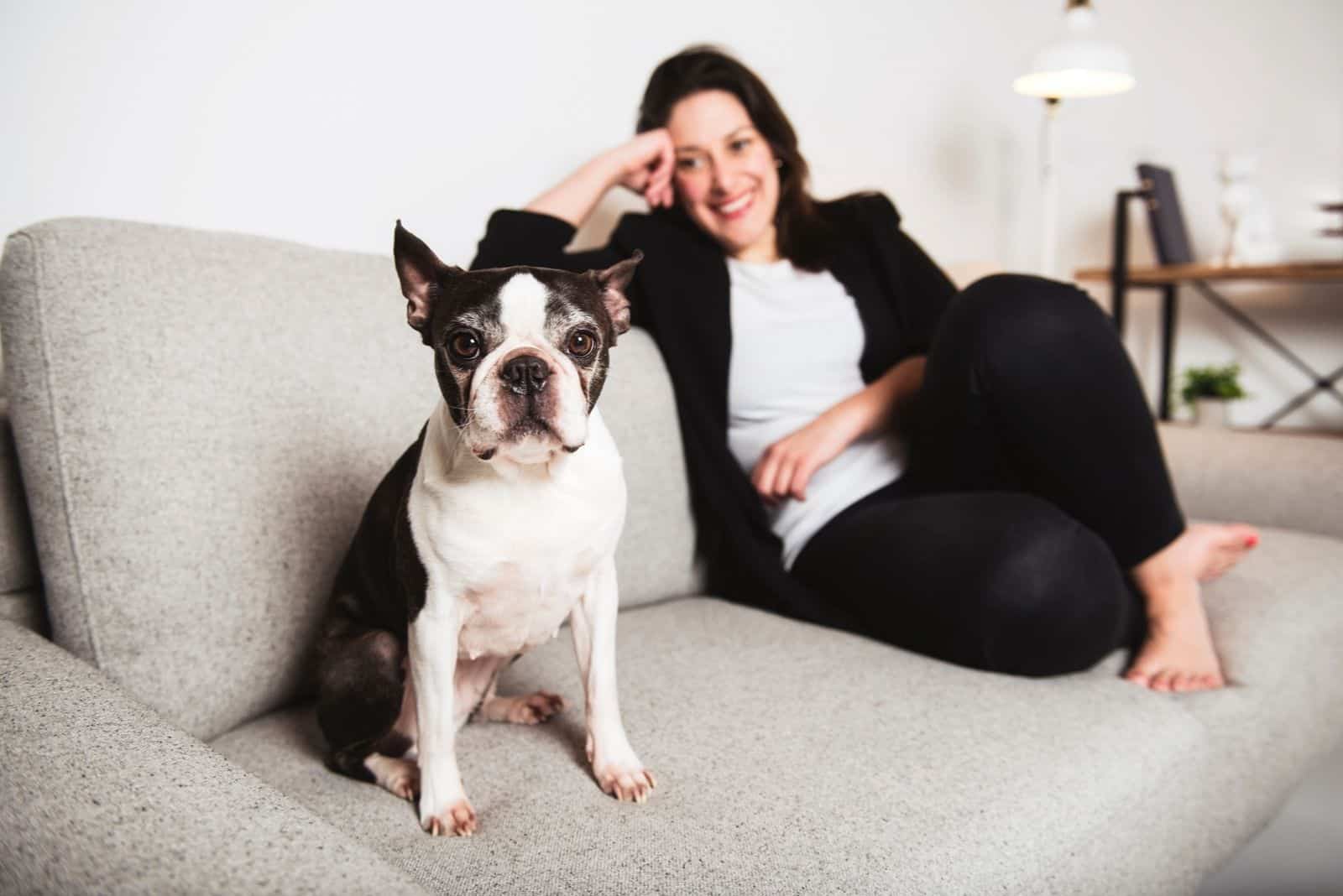 Are Boston Terriers Hypoallergenic? Find The Truth Here