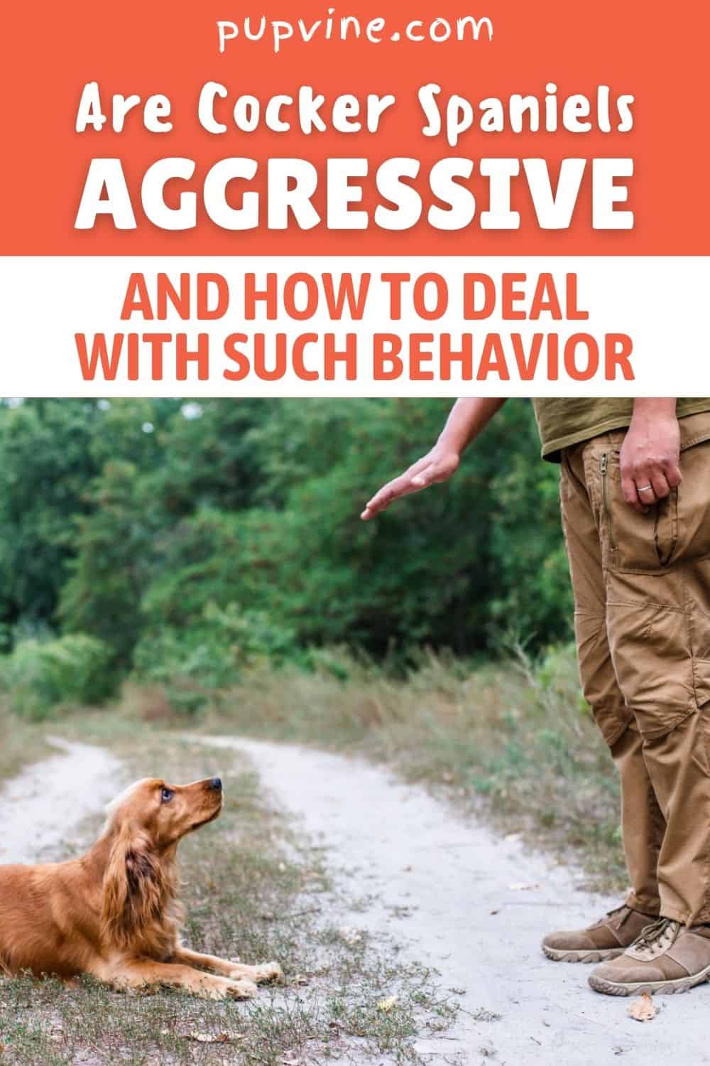 Are Cocker Spaniels Aggressive And How To Deal With Such Behavior