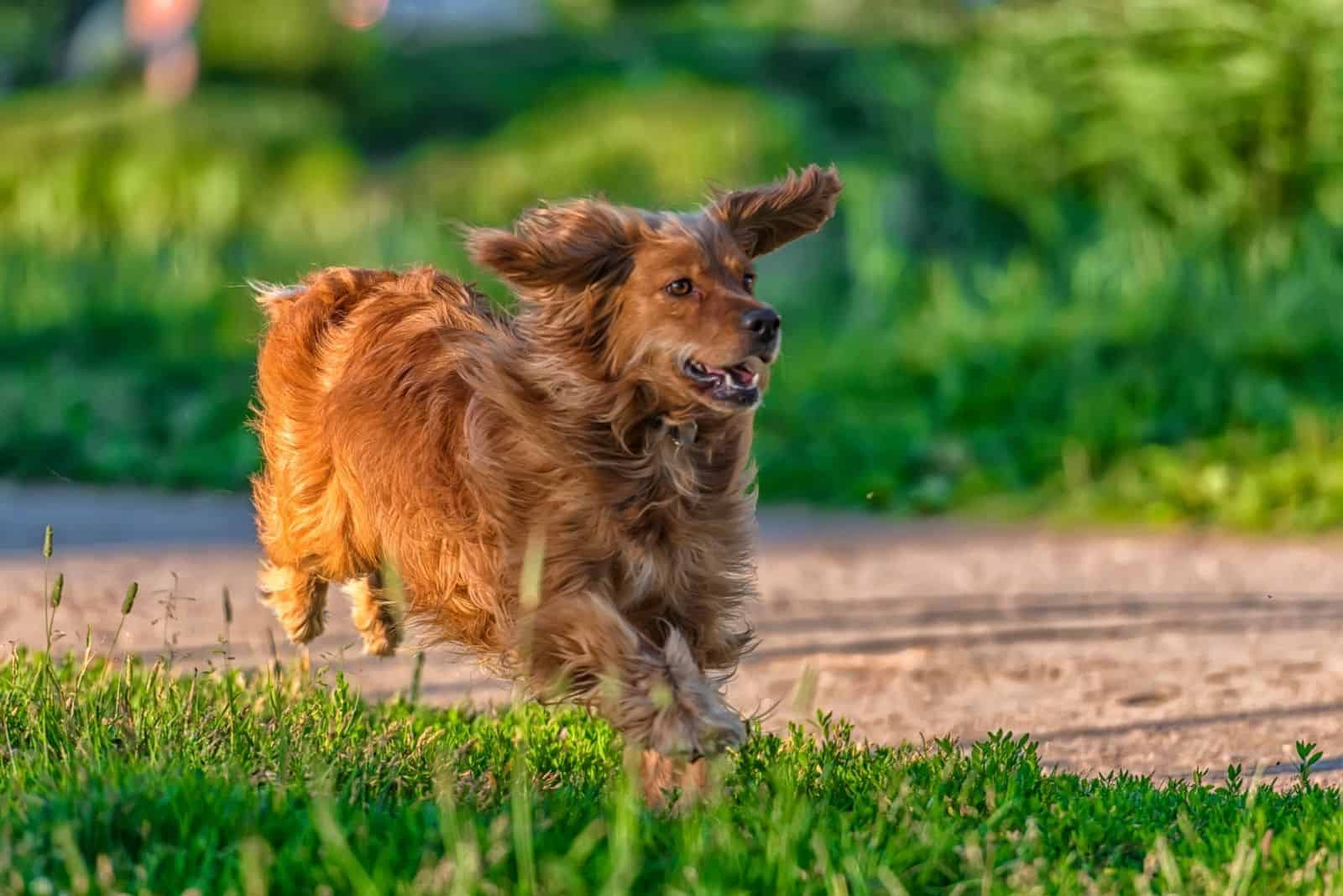 running red haired english cocker spaniel in the park