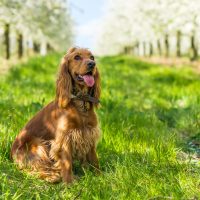 cocker spaniel on green grass in the fruit garden