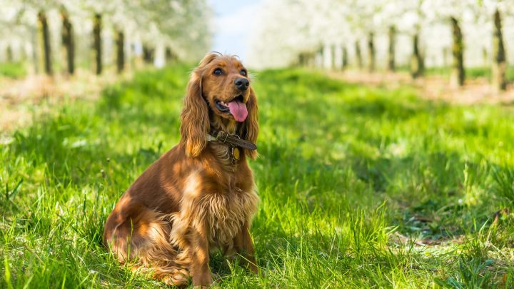 Are Cocker Spaniels Hypoallergenic? What You Need To Know