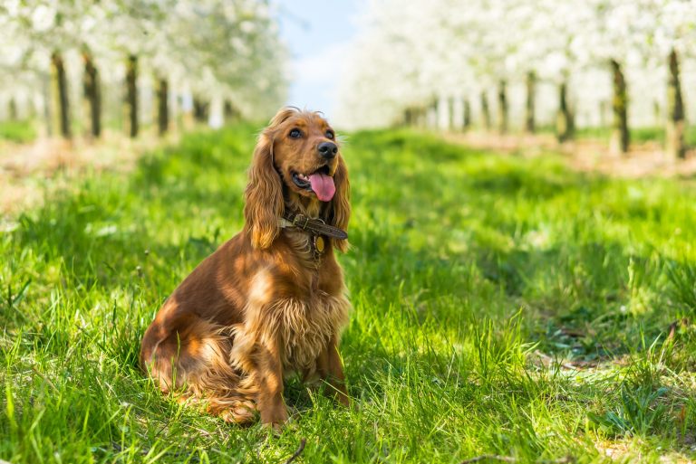 cocker spaniel on green grass in the fruit garden