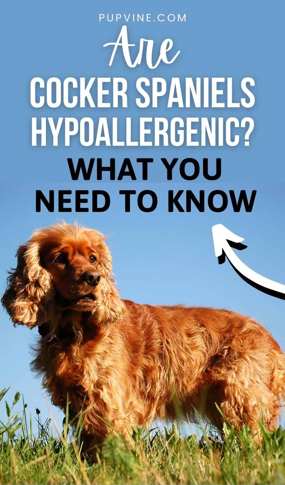 Are Cocker Spaniels Hypoallergenic What You Need To Know
