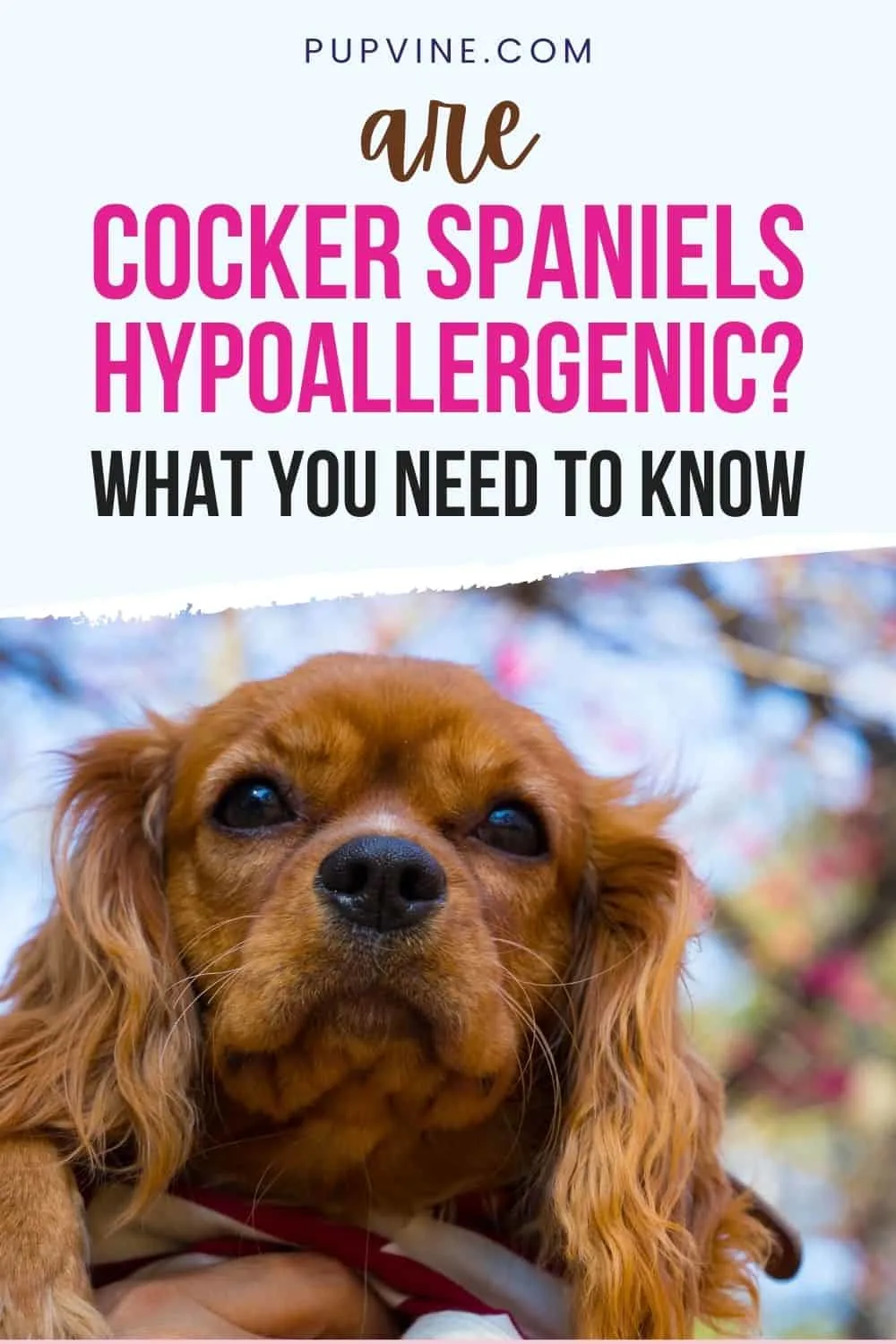Are Cocker Spaniels Hypoallergenic? What You Need To Know