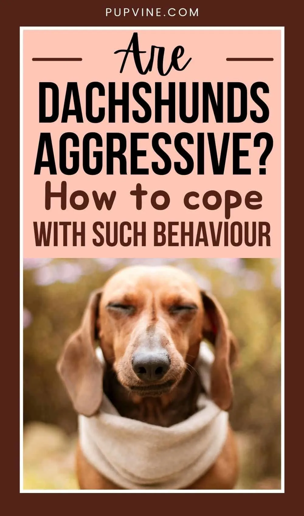Are Dachshunds Aggressive How To Cope With Such Behaviour