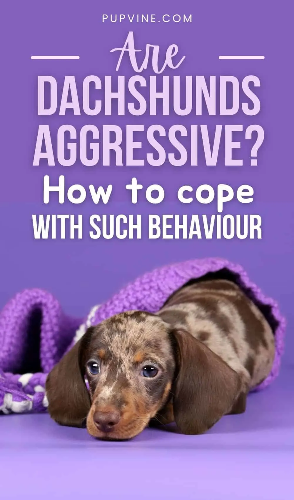 Are Dachshunds aggressive? How To Cope With Such Behaviour