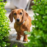 cute brown dachshund with green collar looking to the camera in between green plants