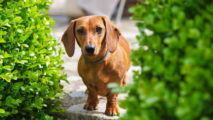 Are Dachshunds Aggressive? How To Cope With Such Behaviour